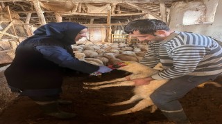 Sandıklıda küçükbaş hayvanlar aşılanmaya başladı