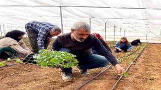 Şanlıurfada sebze fideleri seralarda toprakla buluştu