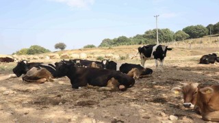 Şap hastalığı yayılmasın diye önlem alındı: 22 köyde tedbiren hayvan giriş ve çıkışı kısıtlandı