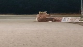 Sarıkamışta kış uykusundan uyanan ayılar sokaklarda görüldü