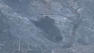 Sarp kayalıktaki leşe ulaşmak isteyen ayının olağanüstü çabası