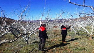 Şeftali ve nektarinde bordo bulamacı zamanı