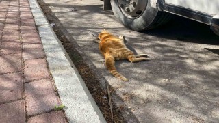 Serikte çok sayıda ölü kedi bulundu