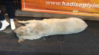 Sıcaktan bunalan köpek çözümü mağaza vitrininde buldu