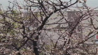 Siirtte bahar ve kış aynı anda yaşandı