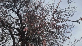Silvanda badem ağaçları çiçek açtı