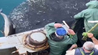Sinoplu balıkçılar yunusları özgürlüklerine kavuşturdu
