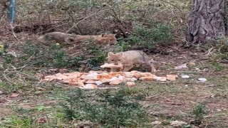 Sinopta aç kalan çakallar bayat ekmekle doydu