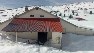 Sis Dağı Yaylasında çığ faciası sonrası bu kez de ayı faciası yaşanıyor