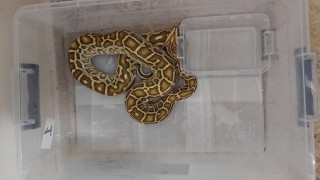 Sivasta 4 egzotik yılan ve tarantula ele geçirildi