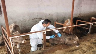 Sivasta şap aşılama kampanyası devam ediyor