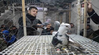 Siverekte güvercin tutkunları mezatlarda buluşuyor