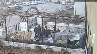 Sokak köpekleri kediyi telef etti, o anlar kameralara yansıdı