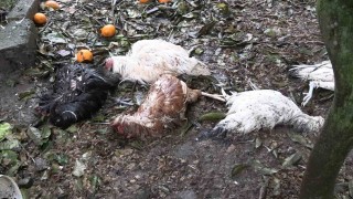 Sokak köpekleri kümeste katliam yaptı