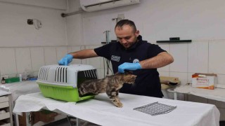 Sosyal medyadan paylaşılan hasta kedi tedavi altına alındı