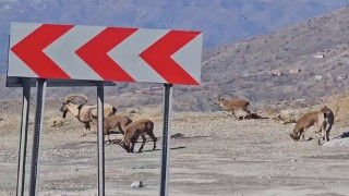 Sürü halindeki dağ keçileri karayoluna indi