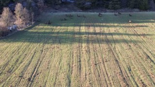 Tarlada yiyecek arayan domuz sürüsü dronla görüntülendi