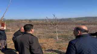 Tekirdağda ceviz üretimine yakın takip: İl Müdürü incelemelerde bulundu