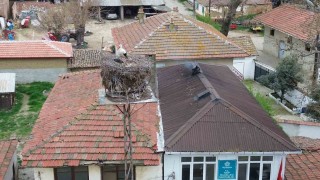 Tekirdağda Leyla ile Mecnun yuvalarına döndü
