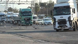 Tırlardan yola saçılan tahıllar binlerce kuşa yem oluyor