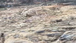 Torul Kalesi eteklerinde yaban keçileri görüntülendi