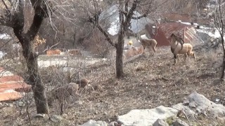 Tuncelide, koruma altındaki yaban keçileri yerleşim yerlerine kadar indi