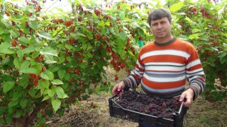 Turfanda yetişen karadutun yüzde 70i ihraç ediliyor