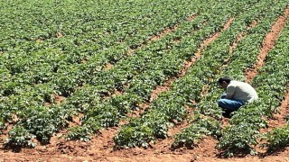 Türk girişimcilerden Sahra Çölünde tarım projesi
