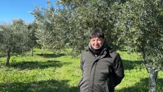 Türkiyede soğuk hava zeytin üreticilerini sevindirdi