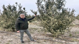 Türkiyenin narenciye üretim merkezinde ağaçları don vurdu