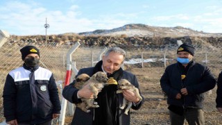 Türkiyeye örnek ‘Pati Evi Talasta