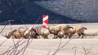 Tuz ihtiyacını karşılamak için karayoluna indiler