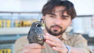 Üniversiteli genç ürettiği egzotik bıldırcınları dünyaya ihraç ediyor