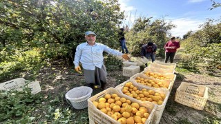 Üreticinin önlemiyle zirai dondan kurtulan limon bahçede 15 TLden alıcı buluyor