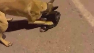 Uyuşturucu tacirleri ETAdan kaçamadı
