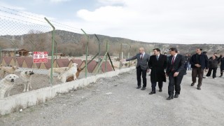 Vali Işın ve Başkan Kahveci sokak hayvanları için oluşturulan doğal yaşam alanını inceledi