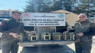 Vanda keklik avlayan 3 kişiye 93 bin lira para cezası uygulanacak