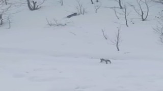 Vaşaklar karlı arazide görüntülendi