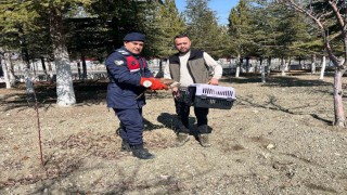 Vatandaşların bulduğu yaralı kızıl şahin koruma altına alındı