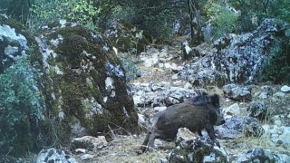Yaban domuzunun çamur banyosu keyfi kamerada
