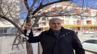 Yalancı bahar kayısı ağaçlarını erkenden çiçek açtırdı