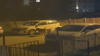 Yalovada sokak köpekleri park halindeki otomobilleri paramparça etti