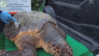 Yaralanan Caretta caretta şifayı Çanakkalede buldu