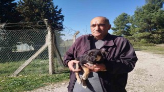 Yavru köpekler ormanlık alana bırakıldı, Gaziemir Belediyesi sahip çıkmadı