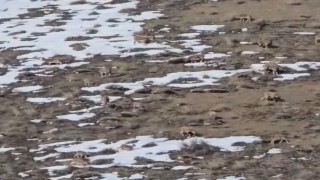 Yüksekova-Van Arası Dağ Keçileri