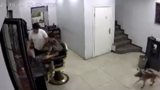 Zincirini koparan köpek kuaförde müşteriye ısırdı