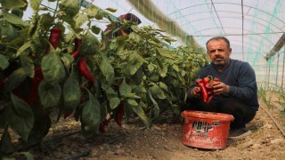 Zirai don sonrası turfanda hasat edilen kapya biber serada 80 TLden alıcı buluyor