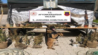 -Orman arazisine kenevir ekip köyün içme suyuyla sularken jandarmaya yakalandı
