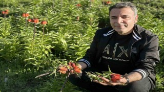 20 günlük ömrü olan ters lalelere zarar verildi