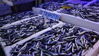 20 ülkeye yapılan hamsi ihracatından 9 milyon doların üzerinde döviz geliri elde edildi